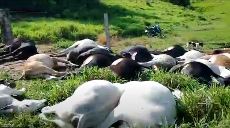 V Deo Raio Atinge Pastagem E Mata Mais De Cabe As De Gado Em