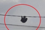INUSITADO: Bicho–preguiça é flagrado em Rondônia pendurado em fiação elétrica