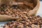 Seagri firma convênio de mais de R$ 6,2 milhões para fortalecer a cafeicultura em Rondônia