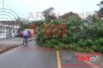 ARIQUEMES: Fortes chuvas derrubam árvore e via fica interditada no Setor 03