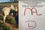 ALTO PARAÍSO: Quadrilha especializa em furto de gado agindo na Região do Vale do Jamari