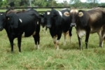 Projeto de Consultoria vai fortalecer cadeia produtiva do leite de Rondônia