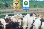 PCRO recupera gado furtado e prende suspeito no distrito de Riozinho/Cacoal–RO