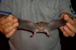 Agevisa orienta população sobre riscos de doenças transmitidas por morcegos