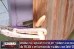 ARIQUEMES: Bombeiros são chamados para capturar cobra em banheiro de residência – Vídeo