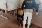 PRF prende homem por maus tratos a animais em Ji–Paraná/RO