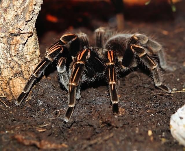 Aranha gigante carrega rato para ser seu almoço