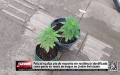 Polícia localiza pés de maconha em residência identificada como ponto de drogas no Jardim Felicidade – LIVE: ESTAMOS NO AR! PROGRAMA BRONCA DA PESADA