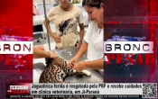 Jaguatirica ferida é resgatada pela PRF e recebe cuidados em clínica veterinária, em Ji Paraná – Vídeo