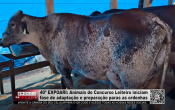 40ª EXPOARI, Animais do Concurso Leiteiro iniciam fase de adaptação e preparação paras as ordenhas – Vídeo