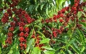 Da muda à exportação: Rondônia possui lavouras de café sadias, sustentáveis, premiadas e com recorde de exportação
