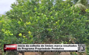 In&iacute;cio da colheita de lim&otilde;es marca resultados do Programa Propriedade Produtiva &ndash; V&iacute;deo