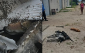 Ataque de abelhas deixa quatro c&atilde;es mortos e duas pessoas feridas no sul da Bahia