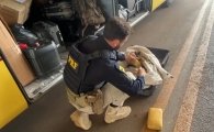 PRF em Rond&ocirc;nia apreende cerca de 20 kg de skunk em &ocirc;nibus na BR&ndash;364