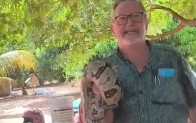 Jiboia de quase 2 metros &eacute; encontrada em galinheiro e morador a solta na natureza em Costa Marques &ndash; V&iacute;deo