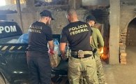 PF incinera cerca de 900 kg de entorpecentes em Guajar&aacute;&ndash;Mirim
