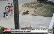 C&atilde;es da ra&ccedil;a Pit Bull estra&ccedil;alham Poodle no bairro S&atilde;o Bernardo em Ji&ndash;Paran&aacute; &ndash; V&iacute;deo
