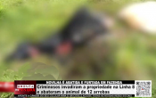 NOVILHA &Eacute; ABATIDA E FURTADA EM FAZENDA &ndash; Criminosos invadiram a propriedade na Linha 8 e abateram o animal de 12 arrobas &ndash; V&iacute;deo