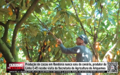 Produ&ccedil;&atilde;o de cacau em Rond&ocirc;nia nunca saiu do cen&aacute;rio; produtor da Linha C&ndash;45 recebe visita da Secretaria de Agricultura de Ariquemes &ndash; V&iacute;deo