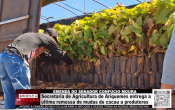 EMENDA DO SENADOR CONF&Uacute;CIO MOURA &ndash; Secretaria de Agricultura de Ariquemes entrega a &uacute;ltima remessa de mudas de cacau a produtores &ndash; V&iacute;deo