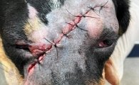 CRUELDADE SEM LIMITES: Cachorra sobrevive a ataque que quase lhe custou a vida em Jaru