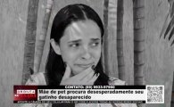 M&atilde;e de pet procura desesperadamente seu gatinho desaparecido &ndash; V&iacute;deo