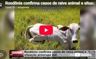 Rond&ocirc;nia confirma casos de raiva animal e situa&ccedil;&atilde;o preocupa autoridades &ndash; LIVE: ESTAMOS NO AR! PROGRAMA BRONCA DA PESADA