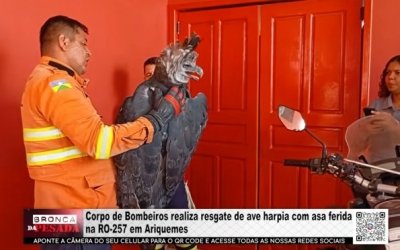 Corpo de Bombeiros realiza resgate de duas aves ex&oacute;ticas com asas feridas no mesmo fim de semana em Ariquemes &ndash; V&Iacute;DEO