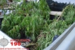 Ariquemes: PM encontra plantação de maconha em propriedade rural na BR 421