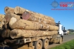 ARIQUEMES: Caminhões transportando madeira são apreendidos com Documentação atrasada