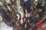 ARIQUEMES: Plantação de jabuticaba do Senhor Osvaldo é referência de produtividade na região