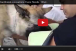 Cão se despede do dono enquanto é sacrificado em vídeo emocionante