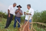 ARIQUEMES: Prefeito acompanha plantio, colheita e industrialização de mandioca