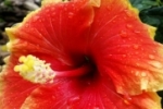 ARIQUEMES: Vendo Hibisco bicolor raro com 8 botões