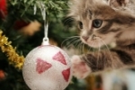 13 animais de estimação que não resistiram atacar a Árvore de Natal