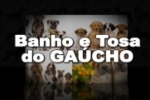 ARIQUEMES: Seu cão muito mais fashion é no Banho e Tosa do Gaúcho