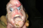 Leitão com deformidade nasce com pênis na testa e traços humanos – veja