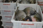 Entrepostos vão atender produtores de peixes de Porto Velho, Ariquemes e Ouro Preto do Oeste