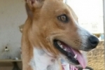 ARIQUEMES: Senhora procura por Pinscher desaparecido