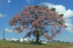 ARIQUEMES: “Paineira” uma planta que se destaca nessa época do ano