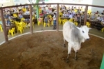 ARIQUEMES: Dois leilões vão movimentar a AGROARI