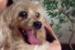 ARIQUEMES: Família oferece R$ 500,00 de recompensa para localizar cachorrinha desaparecida