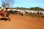 Rondônia produzirá mais de 500 mil toneladas de carne bovina em 2015