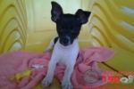 ARIQUEMES: Família procura por cachorrinha desaparecida
