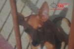 ARIQUEMES: Família procura por cachorro desaparecido