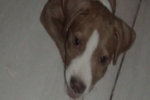 ARIQUEMES: Homem oferece recompensa a quem encontrar Pit Bul desaparecido