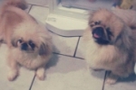 ARIQUEMES: Procura–se casal de cachorros Pequinês
