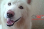 ARIQUEMES: Mulher procura por cachorro desaparecido