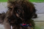 ARIQUEMES: Família procura por cachorro desaparecido