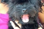 ARIQUEMES: Procura–se cachorrinho que sumiu do BNH